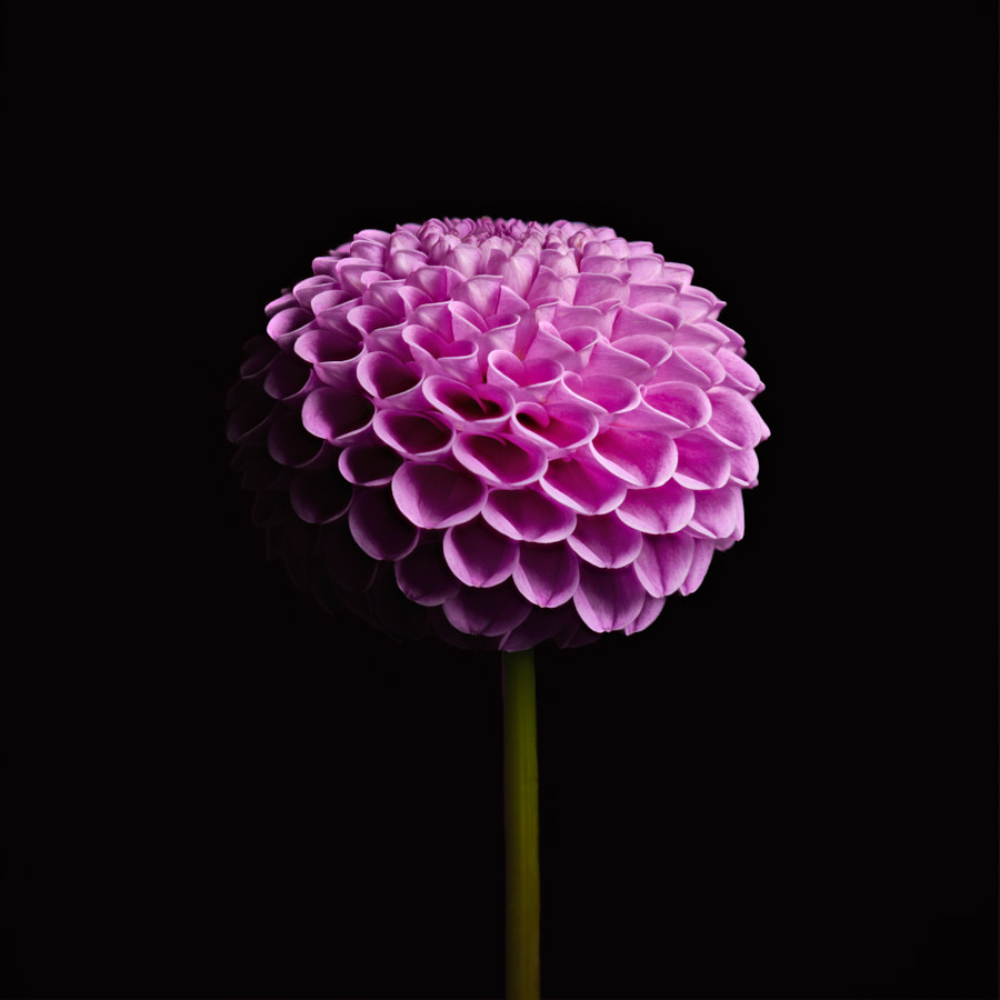 Dahlia