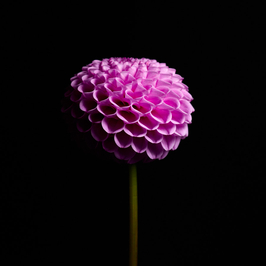 Dahlia