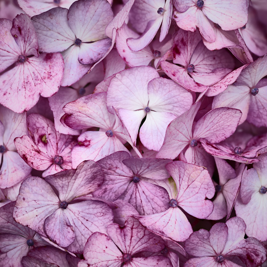 Hydrangea