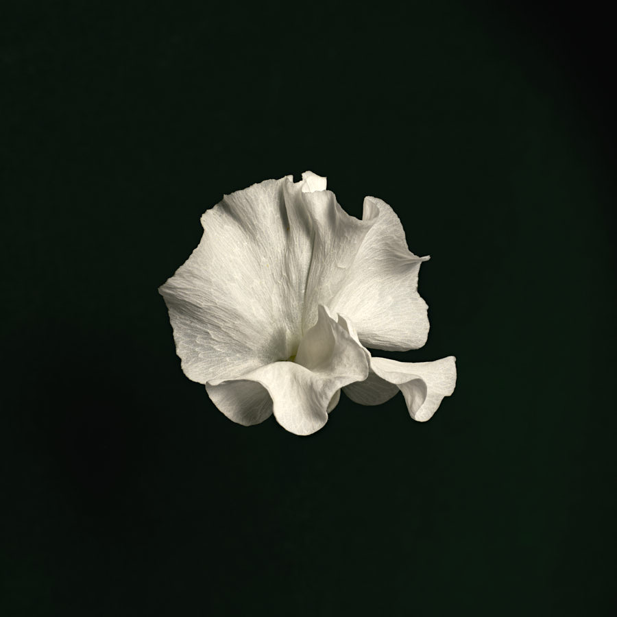 Sweet Pea