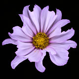 Cosmos, Tregath, Wales