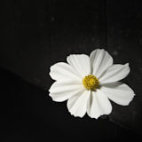 Cosmos, Tregarth, Wales