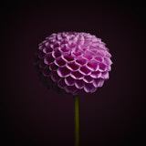 Dahlia, Tregarth, Wales