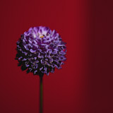 Dahlia, Tregarth, Wales