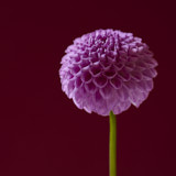 Dahlia, Tregarth, Wales