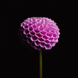 Dahlia, Tregarth, Wales