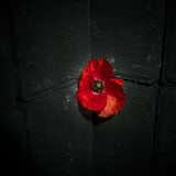 Poppy, Tregarth, Wales