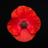 Poppy, Tregarth, Wales