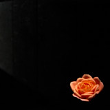 Rose, Tregarth, Wales