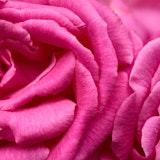 Rose, Flower, Wales