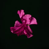 Sweet Pea, Tregarth, Wales