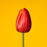 Tulip, Flower, Wales