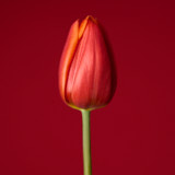 Tulip, flower