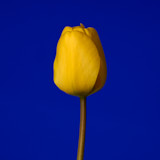 Tulip, Tregarth, Wales