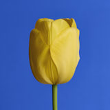 Tulip, Tregarth, Wales