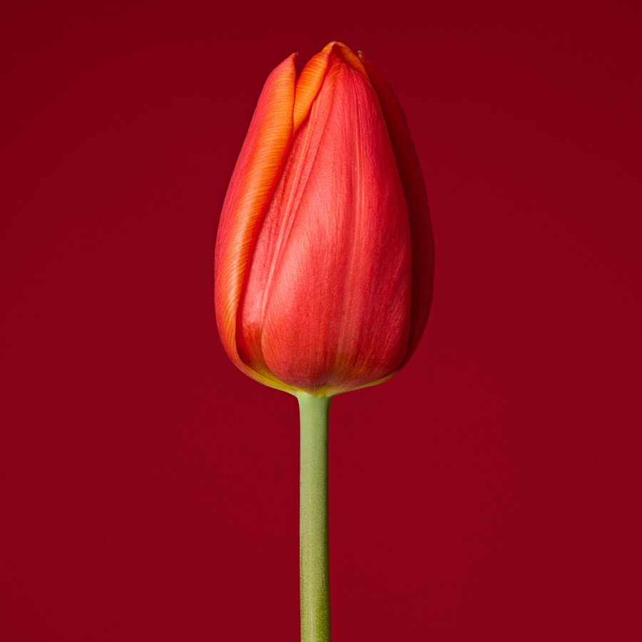 Tulip